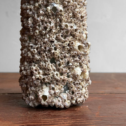 Vintage Barnacle Bottle