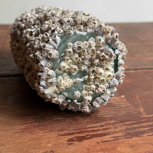 Vintage Barnacle Bottle