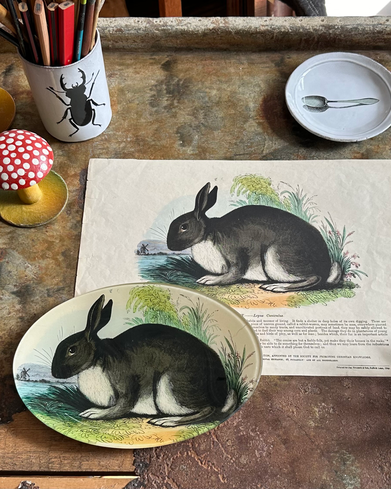 In the Drawer: The Rabbit