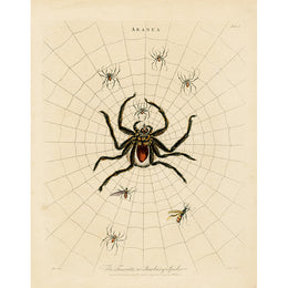 Barbary Spider (p 237)