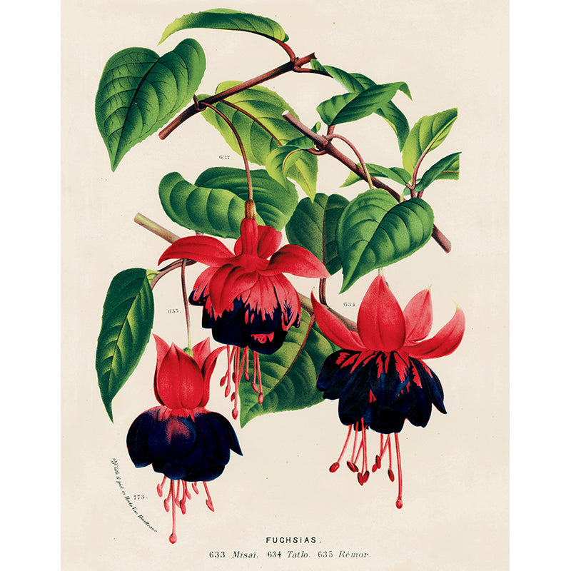 Fuchsias 633, 634, 635, 773 (p 319)