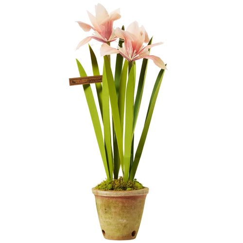The Green Vase Potted Japanese Iris Plant