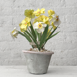 Potted Charles Lubin Vintage Silk Yellow & White Narcissus by Christopher D. Bassett
