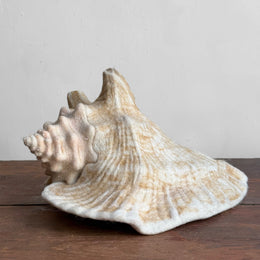 Needle Felted Queen Conch Shell