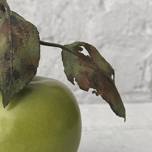 Porcelain Granny Smith Apple with Twig and Two Leaves (PP932)