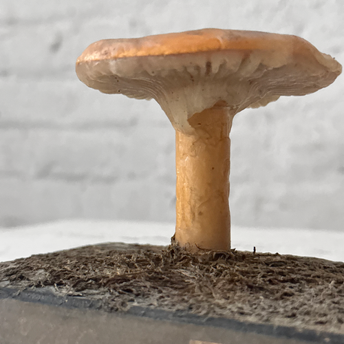 Antique Mushroom Model #1