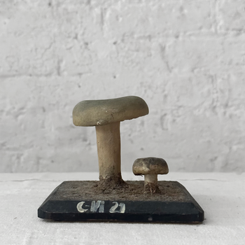 Antique Mushroom Model #5