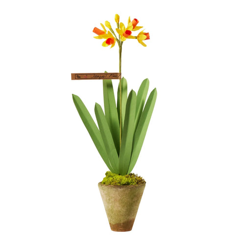 The Green Vase Potted Janquil Plant