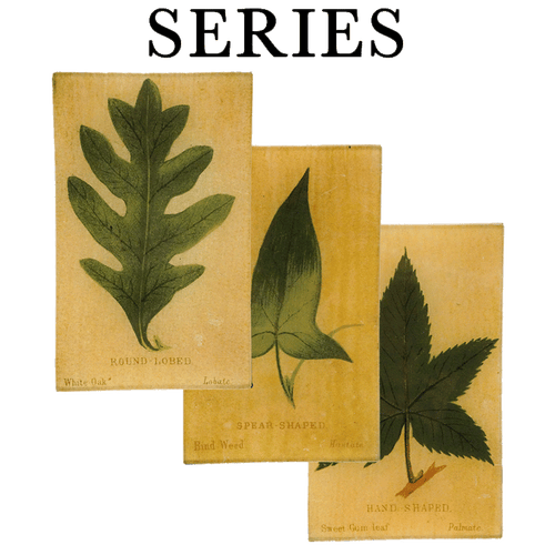 Leaf Shapes c. 1900