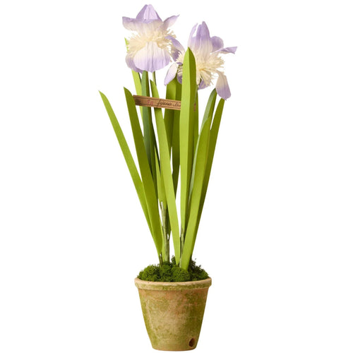 The Green Vase Potted Japanese Iris Plant