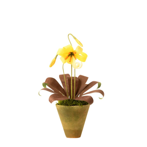 The Green Vase Trout Lily