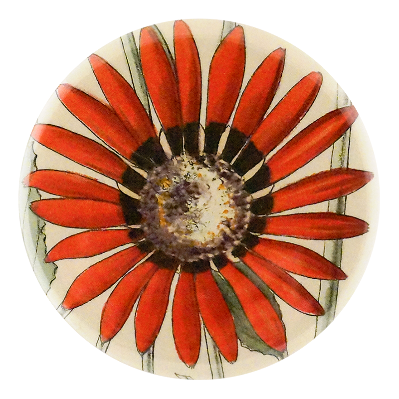 Arctotis Roodae