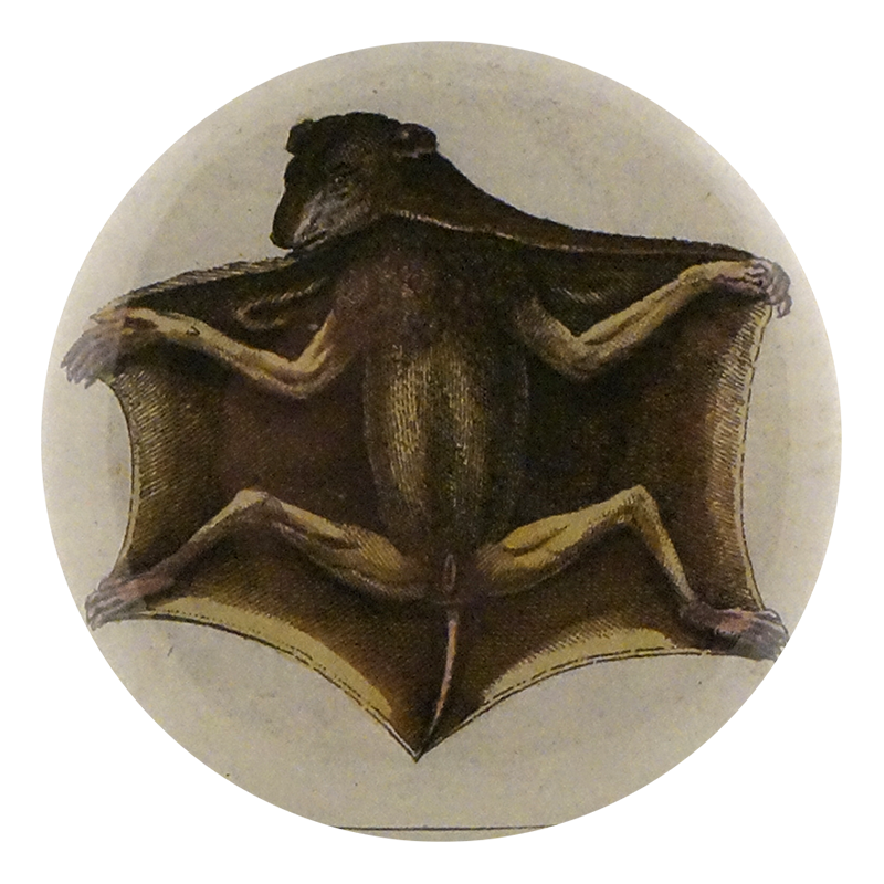 Bat