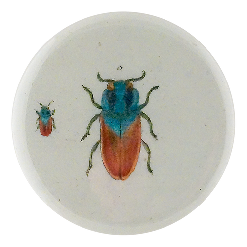 Blue Red Jewel Beetle