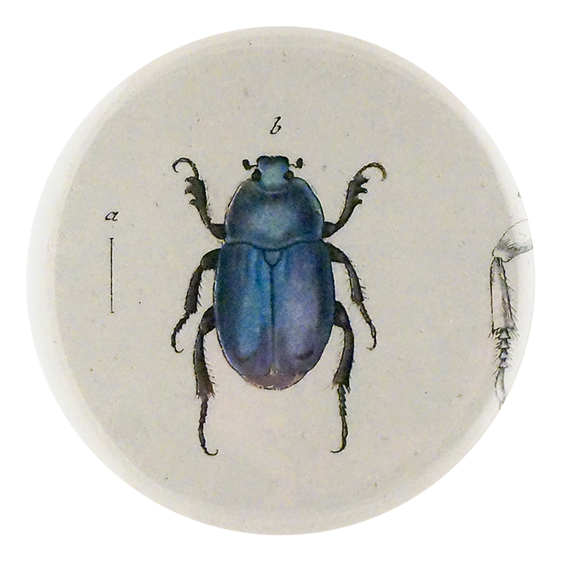 Blue Scarab Beetle
