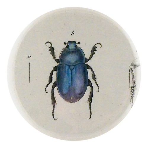 Blue Scarab Beetle