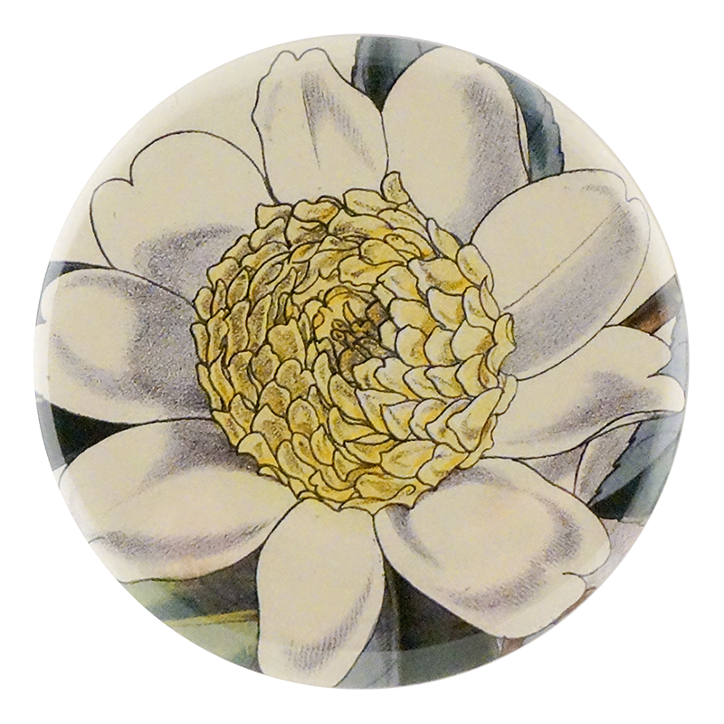 Camellia Sasanqua