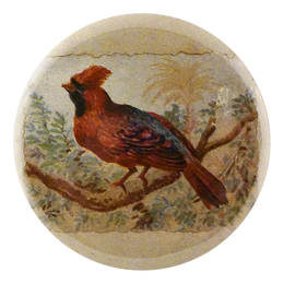 Cardinal