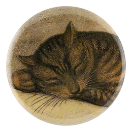 Cat Nap (Close Up)