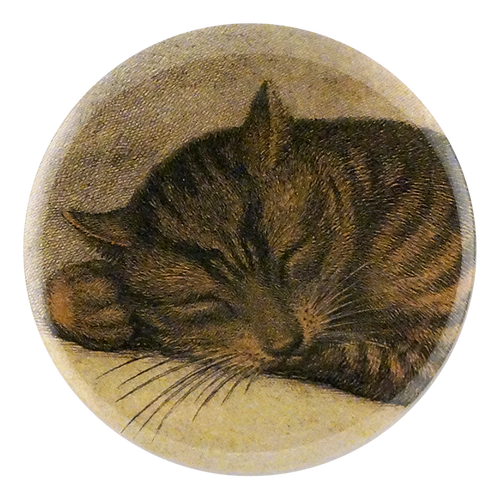 Cat Nap (Close Up)