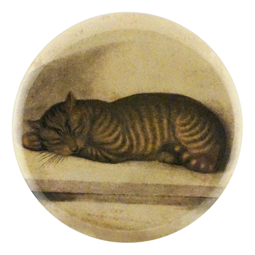 Cat Nap