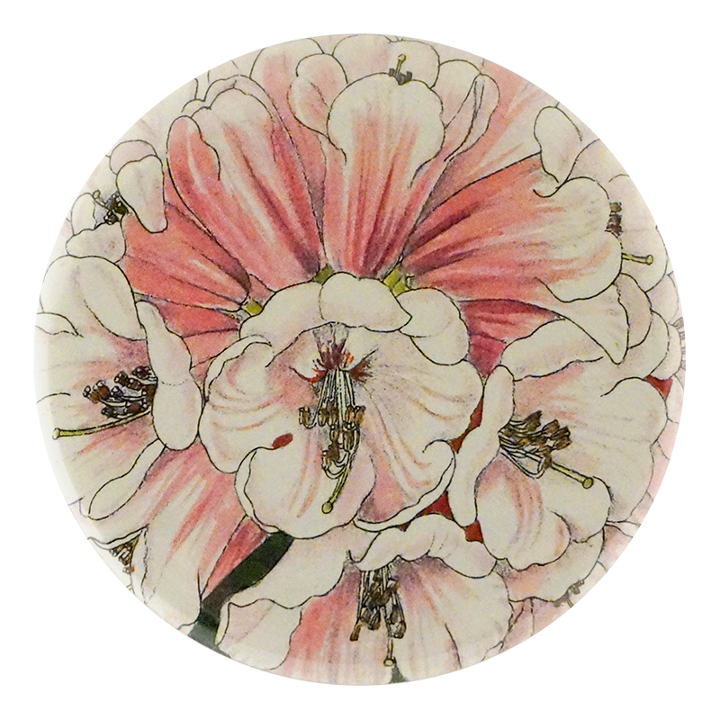 Rhododendron Fulvum