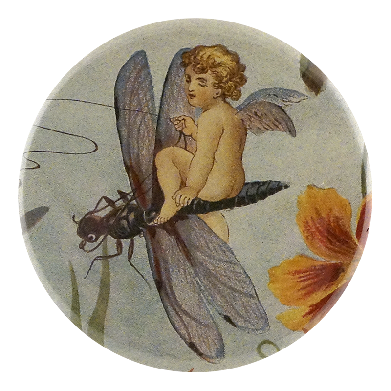 Fairy Dragonfly