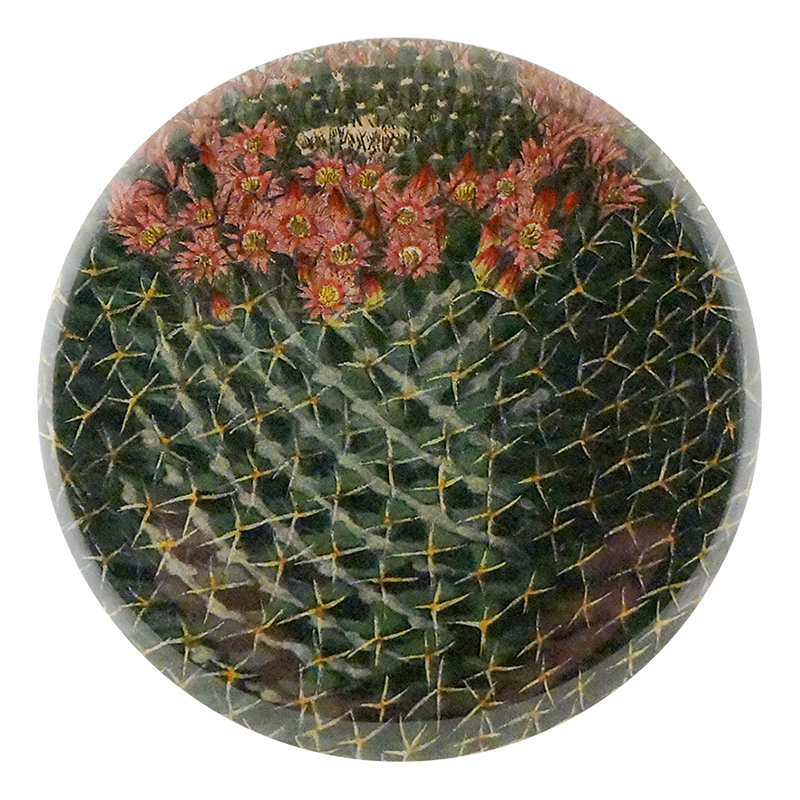 Four Spined Mammillaria