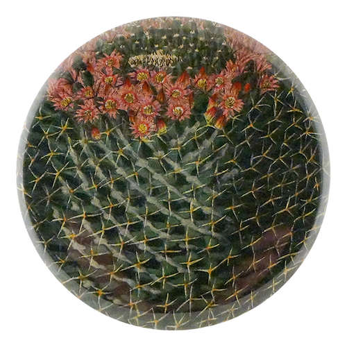 Four Spined Mammillaria