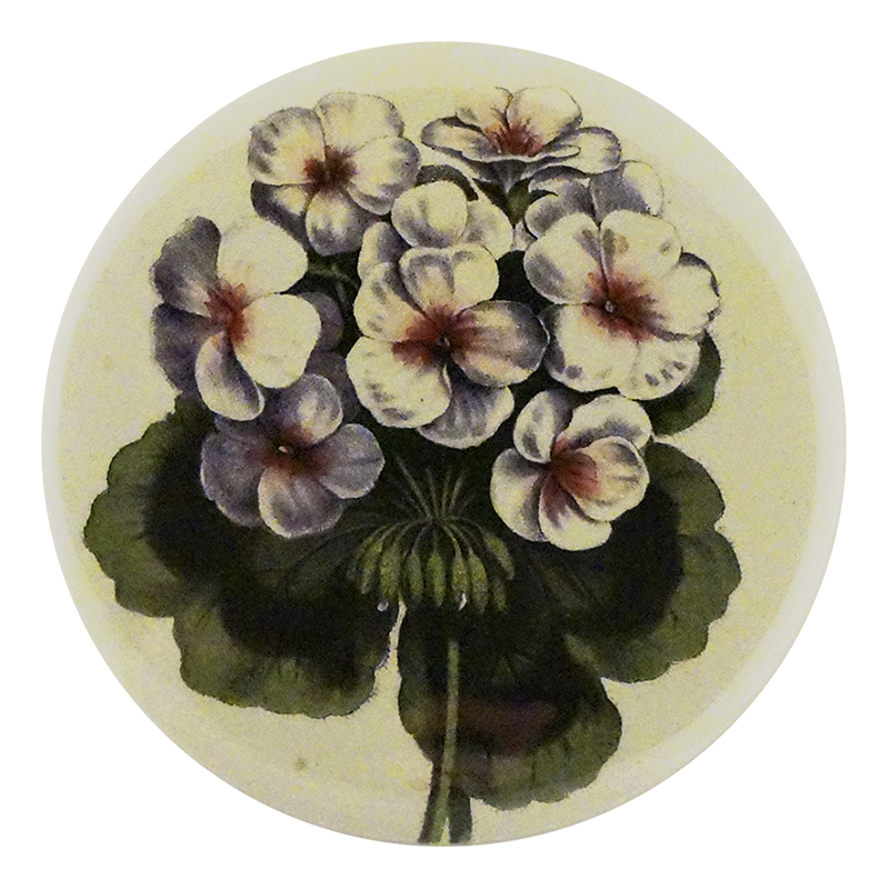Geranium Scarlet
