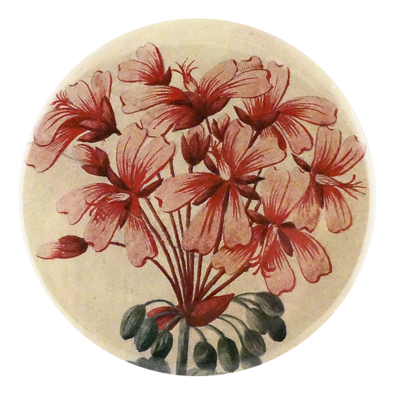 Geranium Zonale