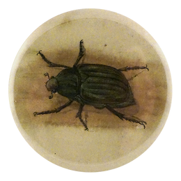 Jewel Scarab Beetle
