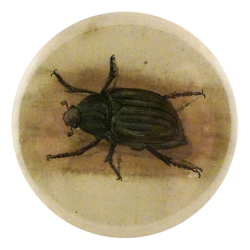 Jewel Scarab Beetle
