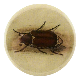 June Beetle