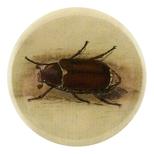 June Beetle