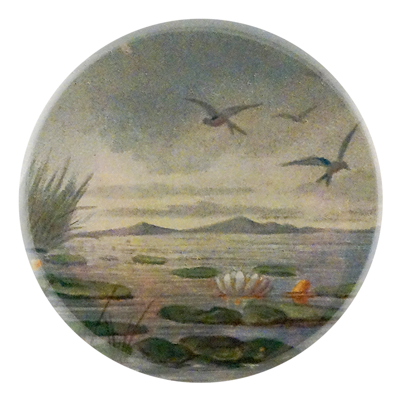 Lily Pond