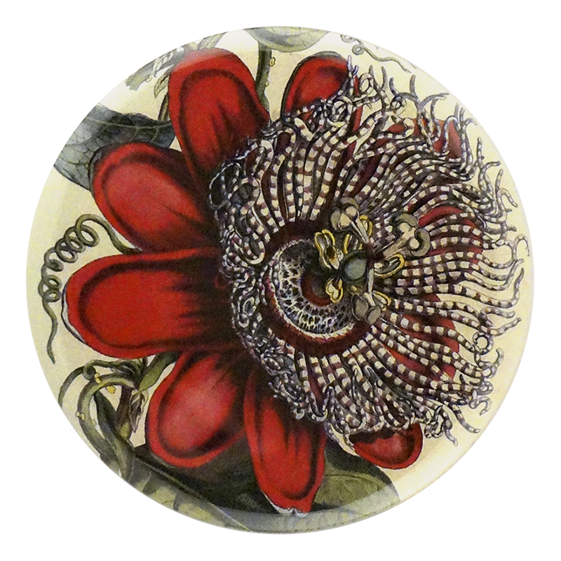 Passiflora