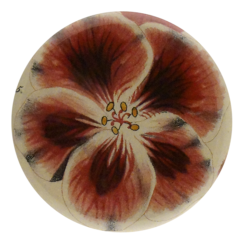 Pelargonium Apotheker