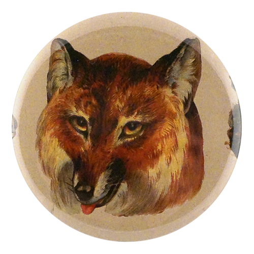 Red Fox