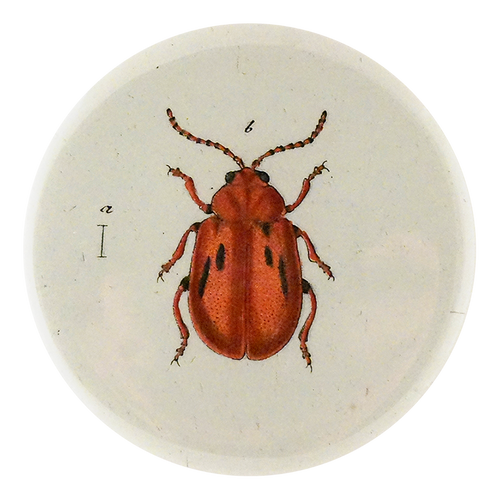 Red Onion Beetle