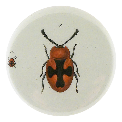 Red Scarlet Fungus Beetle