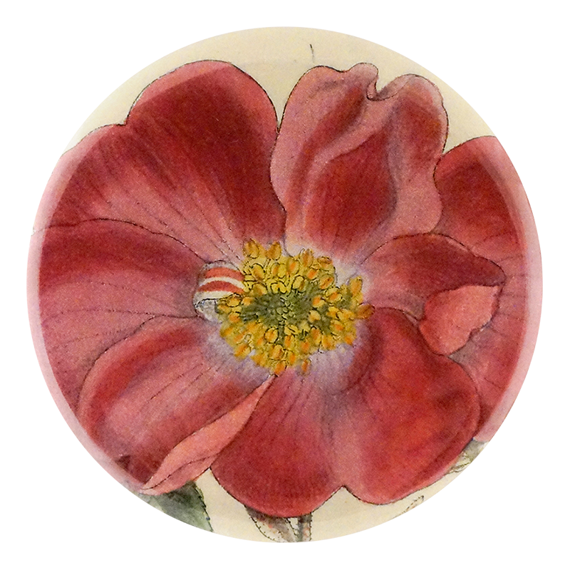 Rosa Incarnata