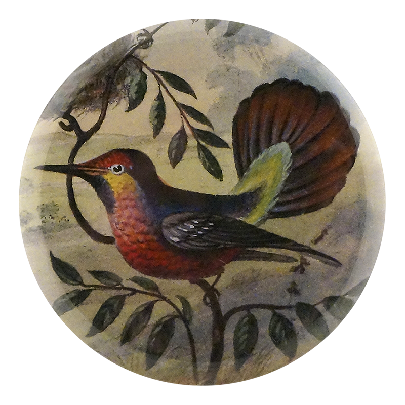 Ruby-crested Hummingbird