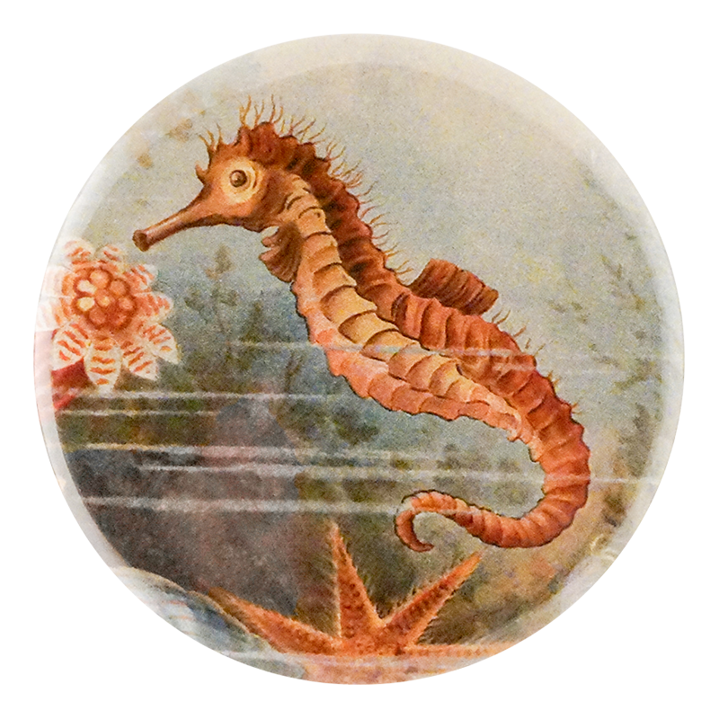 Seahorse