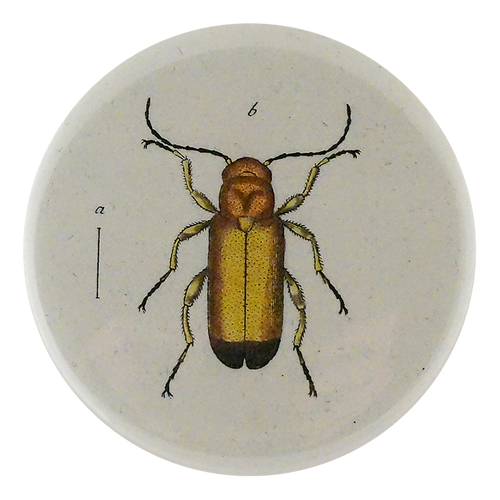 Yellow Blister Beetle