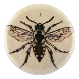 Melecta Bee