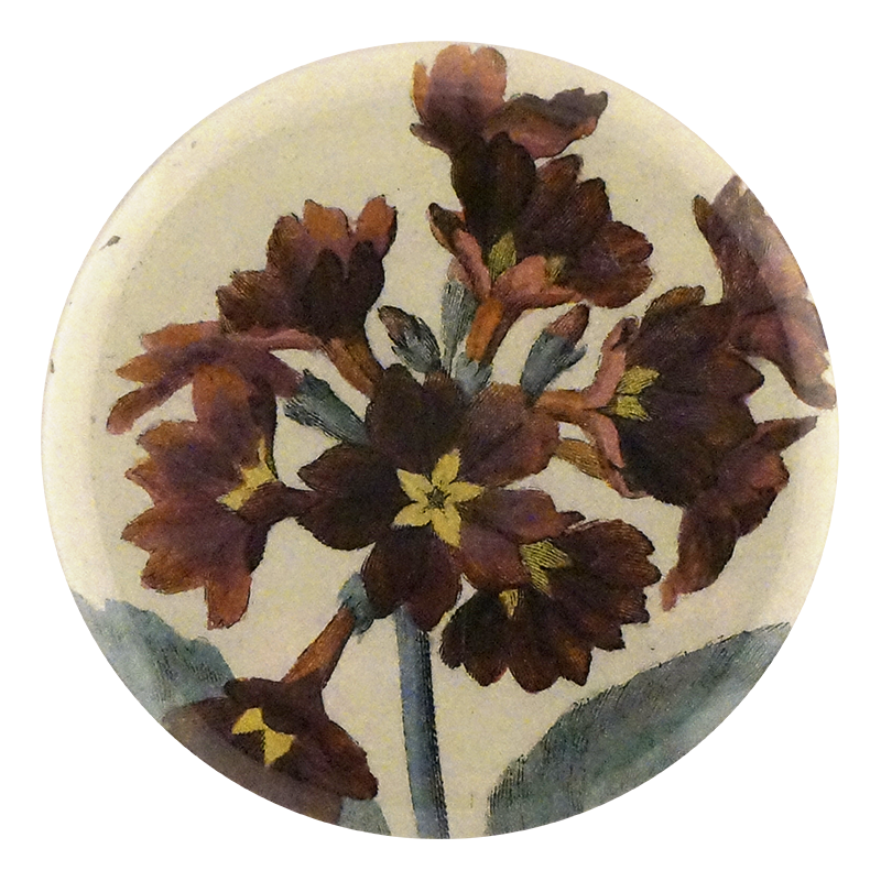 Auricula XIX