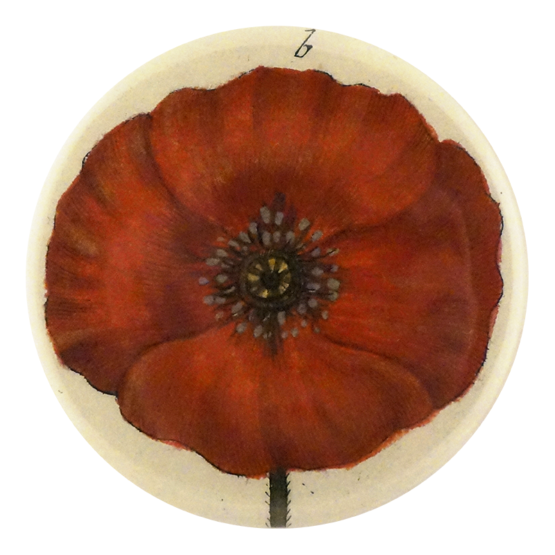 Papaver