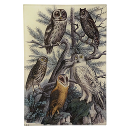 5 Owls