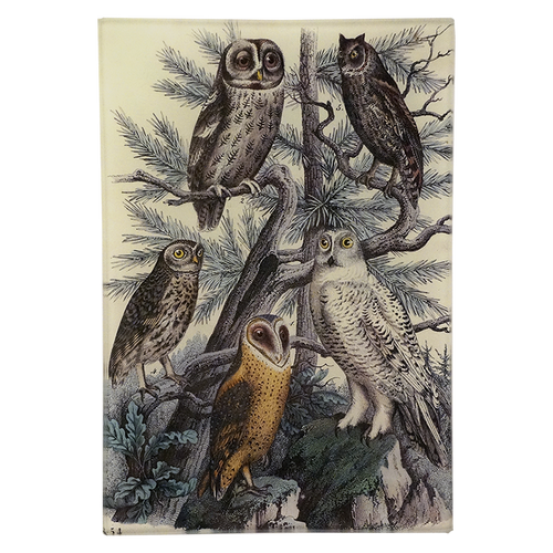 5 Owls